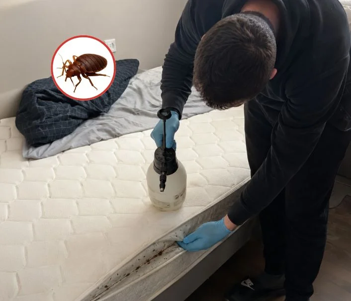 Technicien traitant un matelas contre les punaises de lit à Rosny-sous-Bois